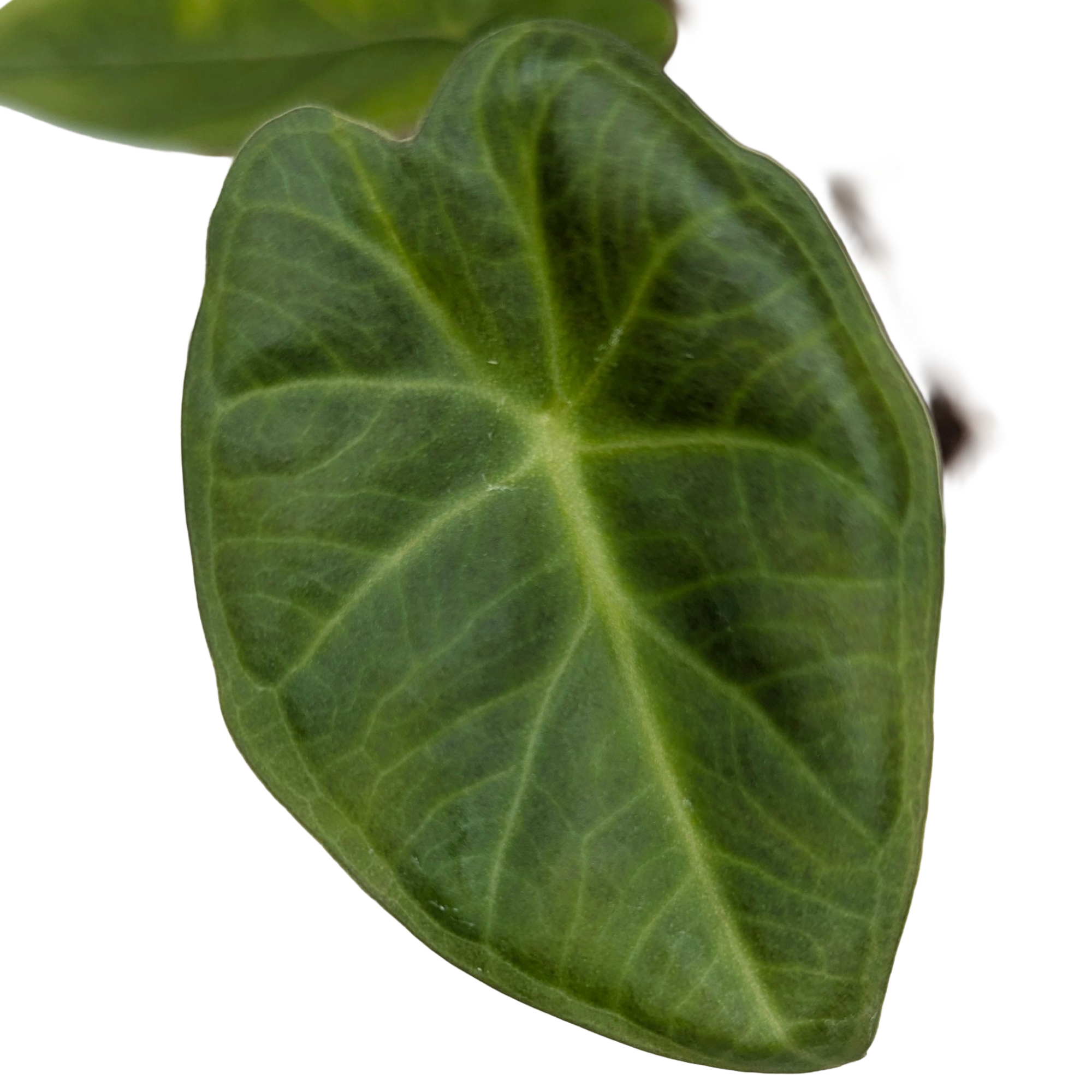 Baby Alocasia Odora Regal Shields + selbstbewässernder Übertopf